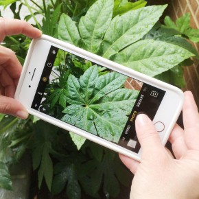 PlantSnap: El Shazam per identificar plantes