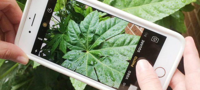 PlantSnap: El Shazam per identificar plantes